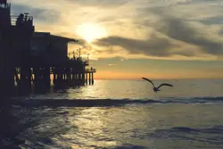 Bird Flying Over A Body Of Water
