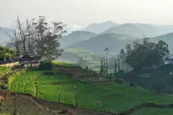 Green Field With A Mountain Range