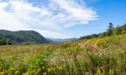 Field With A Bunch Of Plants And A Mountain