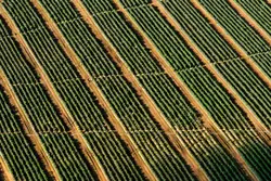 Row Of Green Grass Covered In A Row