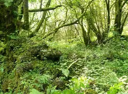 Forest With A Bunch Of Trees And A Couple Of Bushes