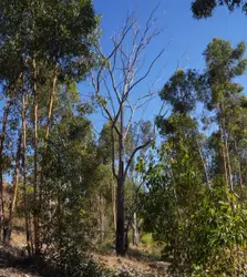 Tree Is In The Middle Of A Forest