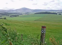 Fence Is In The Middle Of A Grassy Field
