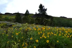 Field With A Bunch Of Plants And A Mountain