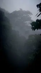 Forest With Trees And A Couple Of Trees