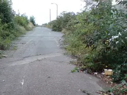 Street With A Lot Of Trees And Dirt