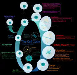 Collage Of Different Colored And Shaped Objects