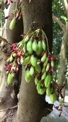 Green Plant With A Bunch Of Bananas Hanging From It