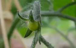 Green Plant With A Green Stem And A Yellow Flower