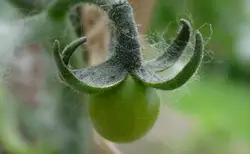 Green Plant With A Green Stem