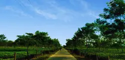Path Through A Wooded Area With Trees