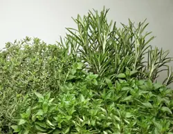 Large Pile Of Plants In A Field