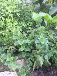 Garden With Plants And Plants Growing On It