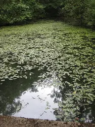 River With A Bunch Of Plants And A River Bank