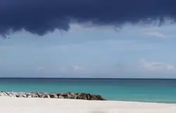 Flock Of Birds Are Standing On The Beach