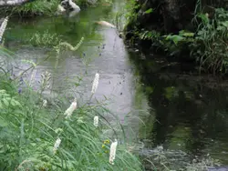 River With A Couple Of Birds Walking By