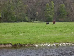 Horse Grazing In A Field Near A Stream