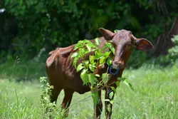 Brown Cow Standing In A Field Of Tall Grass