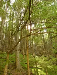 Forest With Trees And A Couple Of Trees