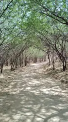 Small Group Of Trees In A Wooded Area