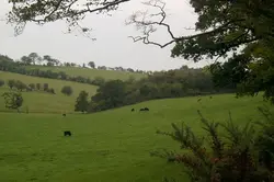 Field With A Large Field With A Few Cows
