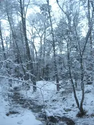 Snowy Forest With Trees And A Couple Of Trees