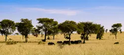 Herd Of Cattle Grazing In A Field