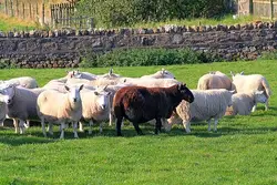 Herd Of Sheep Grazing On A Green Field