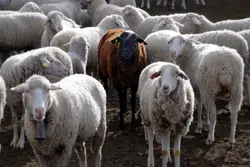 Herd Of Sheep Standing In A Field