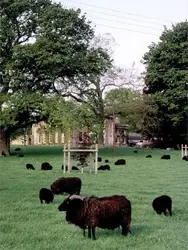 Herd Of Sheep Grazing In A Field