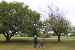 Man Standing Next To A Tree With A Large Tree Trunk