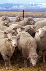 Herd Of Sheep Standing In A Field
