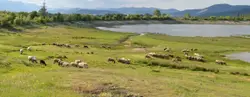 Herd Of Sheep Grazing On A Green Field