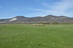 Sheep Grazing In A Field With A Mountain