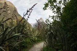 Small Hill With A Mountain And Some Trees