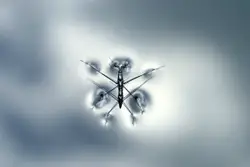Bird Is Flying Through The Air