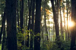Forest Filled With Trees And A Couple Of Trees