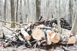 Pile Of Logs On A Forested Area