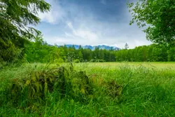 Field With A Field Of Grass And Trees