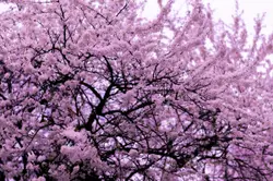 Tree With A Bunch Of Pink Flowers On It