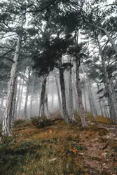 Tree Covered In Leaves And A Few Trees
