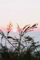 Tree With A Single Flower In It