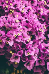 Pile Of Purple Flowers In A Pile Of Red Flowers