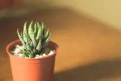 Small Green Plant Is In A Green Bowl