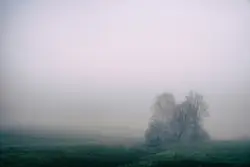 Large Tree Is In The Middle Of A Field
