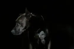 Dog Is Looking At The Camera While Standing Up