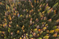 Large Group Of Trees With A Large Group Of Birds