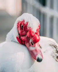White And Red Duck Is Sitting On A Ledge