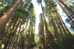 Forest Filled With Trees And Trees