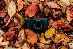 Camera Is Sitting On A Pile Of Leaves
